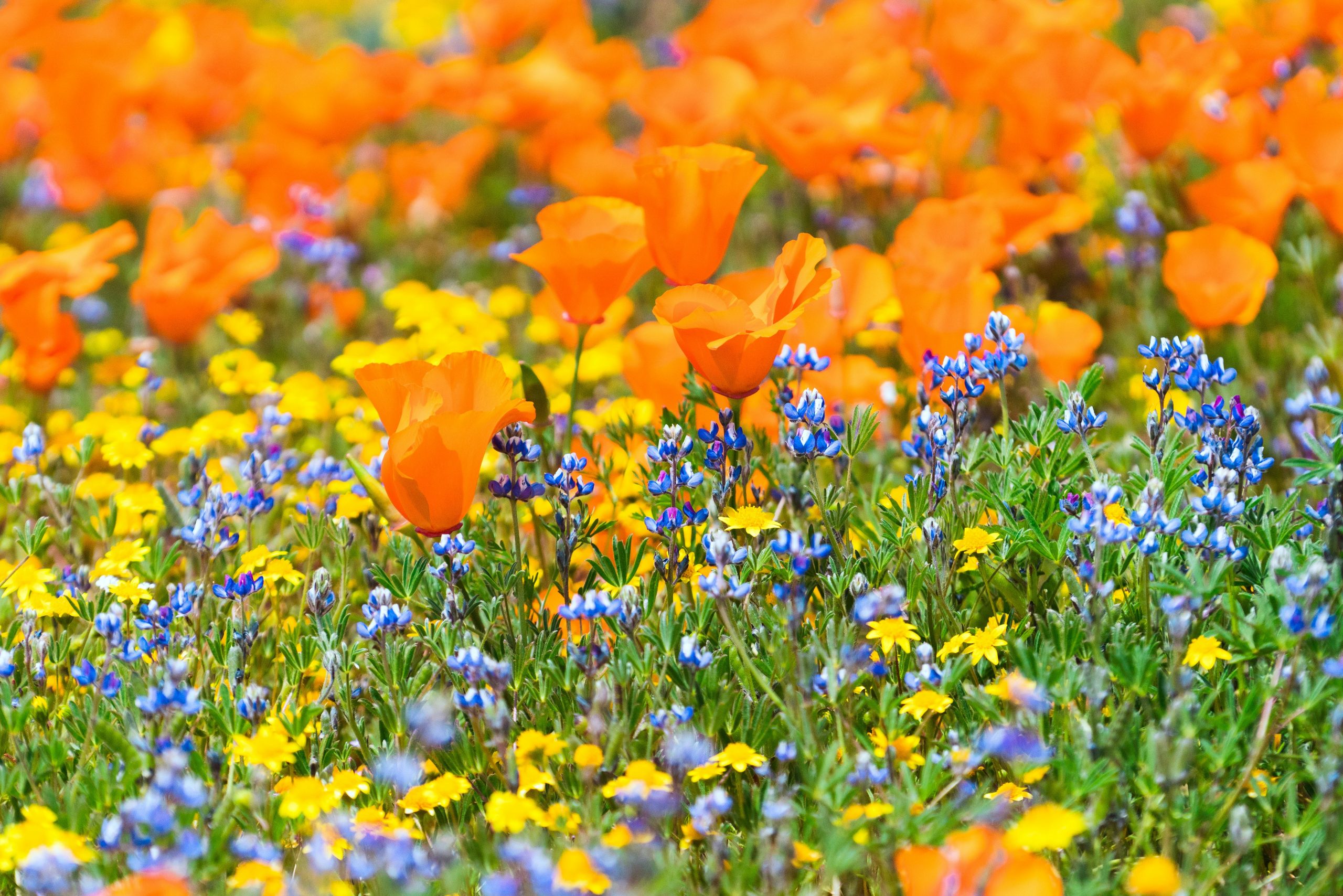 From Wildflowers to Waterfont Dining | Spring Experiences You Can Only Have in Santa Barbara